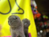 Top Kafa Show Kalite Scottish Fold Yavruları