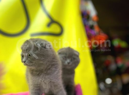 Top Kafa Show Kalite Scottish Fold Yavruları görsel