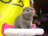 Top Kafa Show Kalite Scottish Fold Yavruları