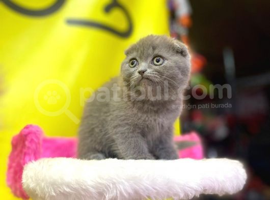 Top Kafa Show Kalite Scottish Fold Yavruları görsel