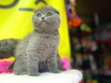 Top Kafa Show Kalite Scottish Fold Yavruları