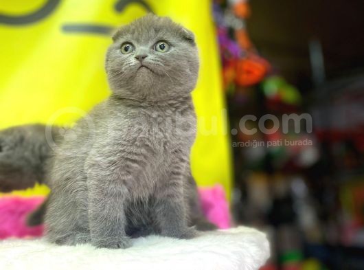 Top Kafa Show Kalite Scottish Fold Yavruları görsel