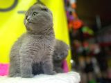 Top Kafa Show Kalite Scottish Fold Yavruları