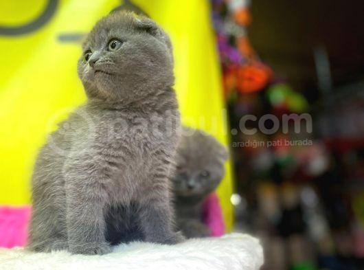 Top Kafa Show Kalite Scottish Fold Yavruları görsel
