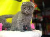 Top Kafa Show Kalite Scottish Fold Yavruları
