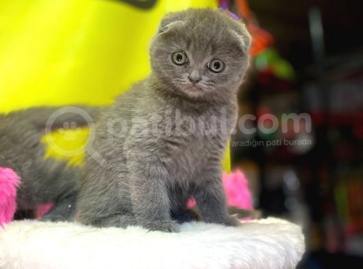 Top Kafa Show Kalite Scottish Fold Yavruları görsel