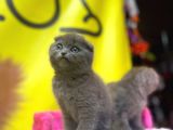 Top Kafa Show Kalite Scottish Fold Yavruları