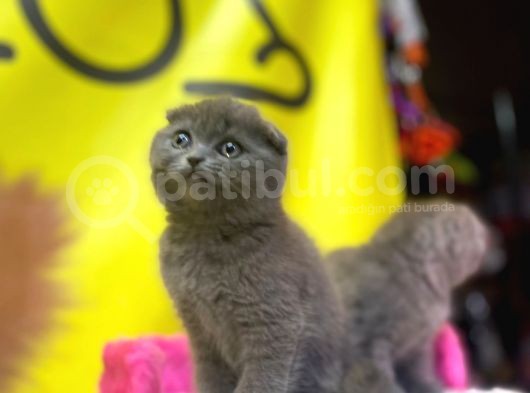 Top Kafa Show Kalite Scottish Fold Yavruları görsel