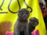 Top Kafa Show Kalite Scottish Fold Yavruları