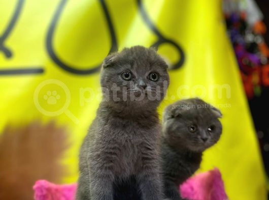 Top Kafa Show Kalite Scottish Fold Yavruları