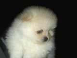 Safkan Anne Baba Secereli Pomeranian Yavrular