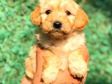 En Kali̇teli̇ Malti̇po Bebekler