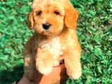 Red Malti̇po Di̇şi̇