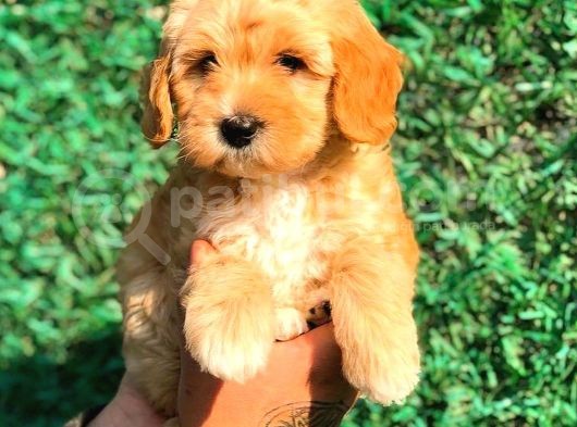 Red Malti̇po Di̇şi̇ görsel