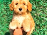 Red Malti̇po Di̇şi̇