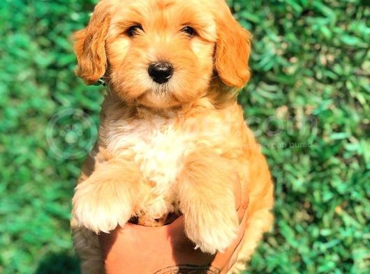 Red Malti̇po Di̇şi̇ görsel