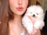 Kartopu Gi̇bi̇ Teacup Karbeyaz Erkek Pomerani̇an Boo