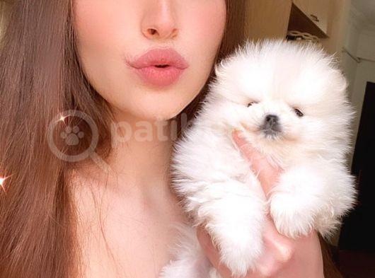 Kartopu Gi̇bi̇ Teacup Karbeyaz Erkek Pomerani̇an Boo görsel