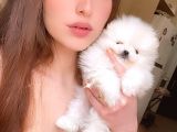 Kartopu Gi̇bi̇ Teacup Karbeyaz Erkek Pomerani̇an Boo