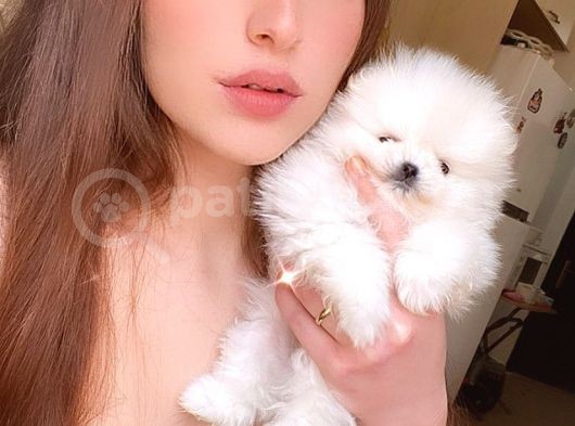 Kartopu Gi̇bi̇ Teacup Karbeyaz Erkek Pomerani̇an Boo görsel