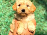 En Kali̇teli̇ Malti̇po Bebekler