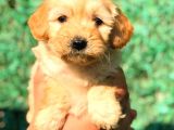 En Kali̇teli̇ Malti̇po Bebekler