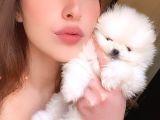 Kartopu Gi̇bi̇ Teacup Karbeyaz Erkek Pomerani̇an Boo