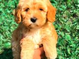 Red Malti̇po Di̇şi̇