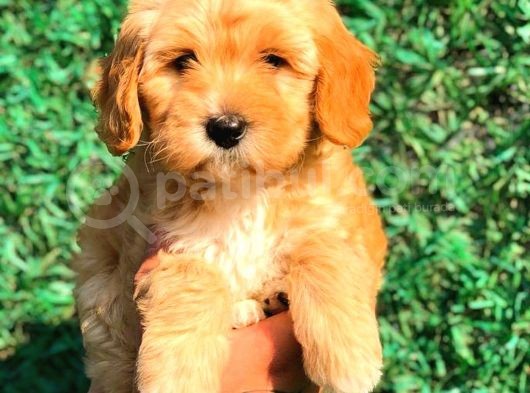 Red Malti̇po Di̇şi̇ görsel