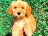 Red Malti̇po Di̇şi̇