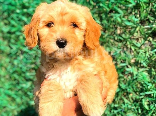 Red Malti̇po Di̇şi̇