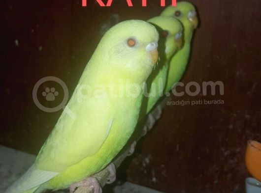 Muhabbet Kuşu Sarı