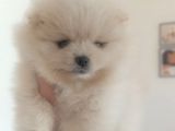 Safkan Dişi Yavru Pomeranian