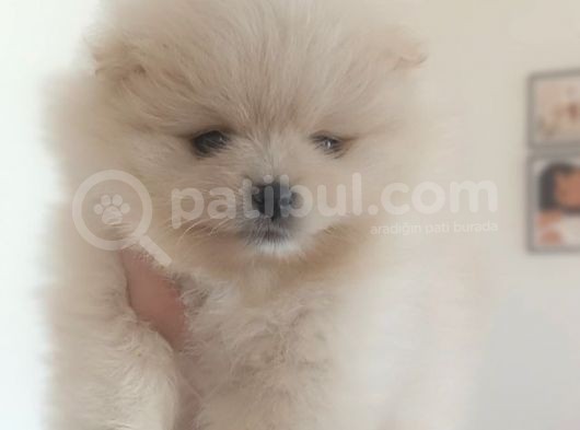 Safkan Dişi Yavru Pomeranian görsel