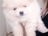 Safkan Dişi Yavru Pomeranian