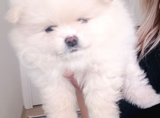 Safkan Dişi Yavru Pomeranian