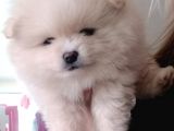 Safkan Dişi Yavru Pomeranian