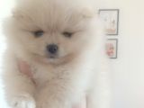 Safkan Dişi Yavru Pomeranian