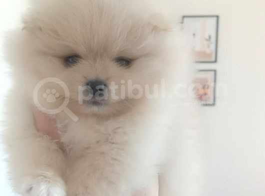 Safkan Dişi Yavru Pomeranian görsel
