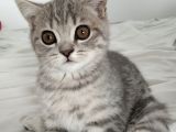 British Shorthair Erkek Güzeli