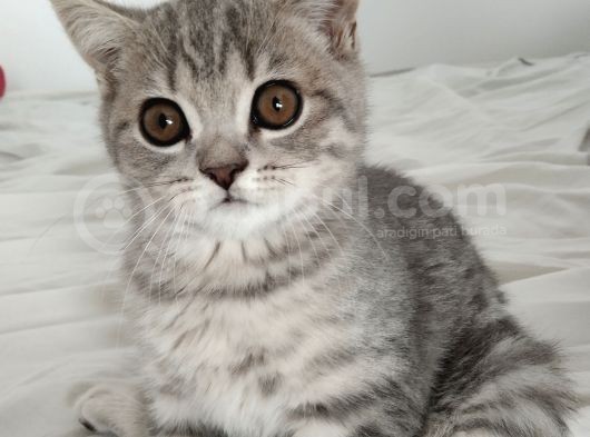 British Shorthair Erkek Güzeli görsel