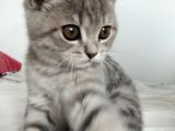 British Shorthair Erkek Güzeli
