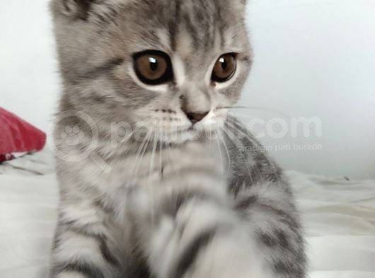 British Shorthair Erkek Güzeli