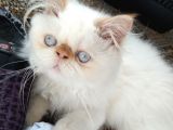 Exotic Longhair Redpoint Kusursuz Yavrumuz