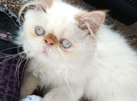 Exotic Longhair Redpoint Kusursuz Yavrumuz görsel