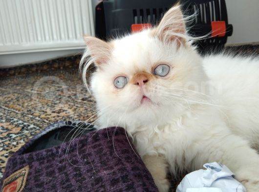 Exotic Longhair Redpoint Kusursuz Yavrumuz