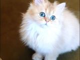 Türkiyede Yok! Zümrüt Göz British Longhair Ny11 Golden