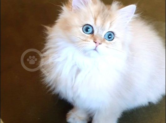 Türkiyede Yok! Zümrüt Göz British Longhair Ny11 Golden görsel