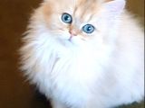 Türkiyede yok! Zümrüt göz British longhair Ny11 Golden