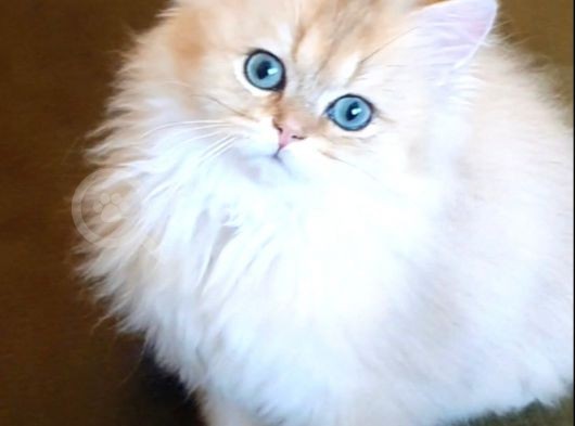 Türkiyede Yok! Zümrüt Göz British Longhair Ny11 Golden
